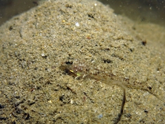 Pomatoschistus marmoratus