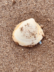 Laevicardium crassum