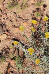 Helichrysum rutilans