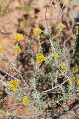Helichrysum rutilans