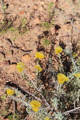 Helichrysum rutilans