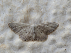 Idaea minuscularia