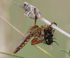 Diogmites angustipennis