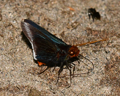 Thracides cleanthes