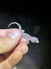 Chondrodactylus turneri