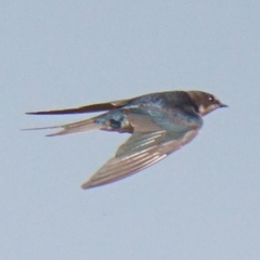 Hirundo