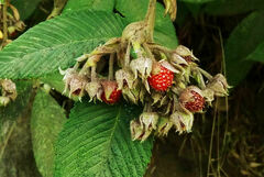 Rubus lineatus