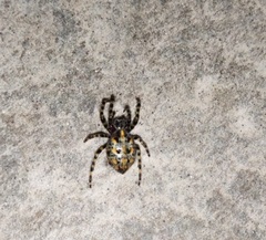 Alpaida alticeps