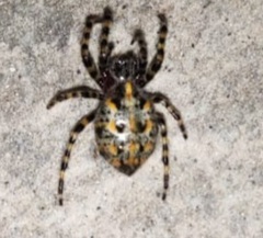 Alpaida alticeps