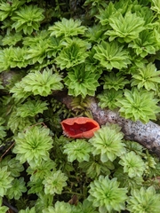 Sarcoscypha austriaca