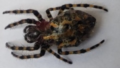 Alpaida alticeps