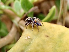 Maratus tasmanicus