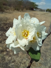 Cordia truncatifolia