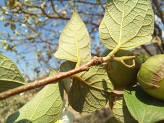 Cordia truncatifolia