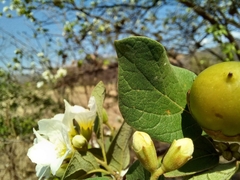 Cordia truncatifolia