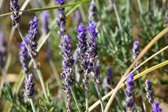 Lavandula dentata