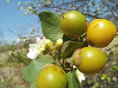 Cordia truncatifolia