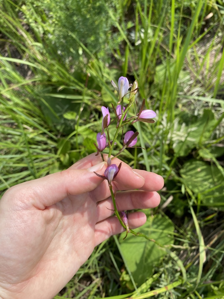 Eulophia ukingensis