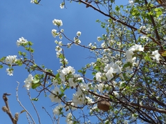 Cordia truncatifolia