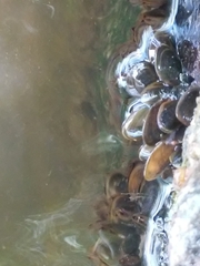 Limnoperna fortunei