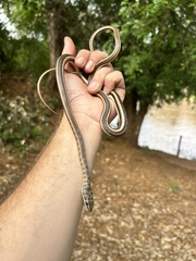 Psammophis subtaeniatus