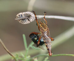 Diogmites angustipennis