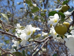 Cordia truncatifolia