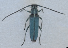 Phytoecia caerulescens