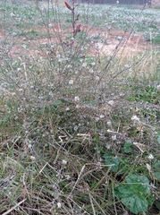 Lepidium graminifolium