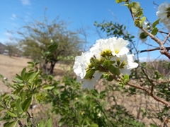 Cordia truncatifolia