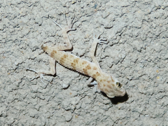 Tenuidactylus caspius