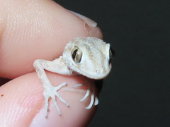 Tenuidactylus caspius