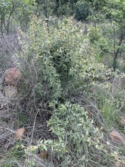 Sphedamnocarpus pruriens