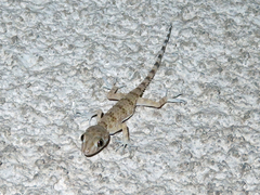 Tenuidactylus caspius