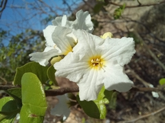 Cordia truncatifolia