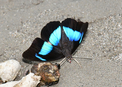 Archaeoprepona meander