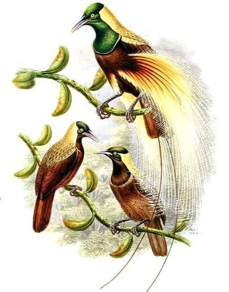 Emperor Bird-of-Paradise illustration