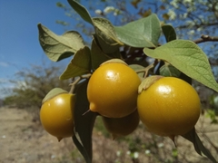 Cordia truncatifolia