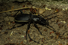 Anthia circumscripta