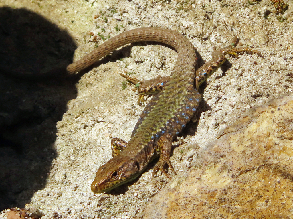 Ajarian Lizard