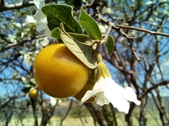 Cordia truncatifolia