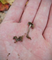 Psilocybe caerulipes
