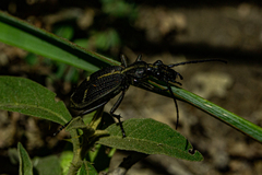 Cypholoba graphipteroides