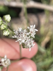 Florestina tripteris