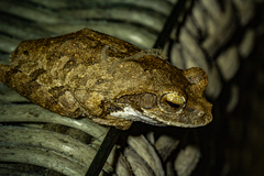 Chiromantis xerampelina