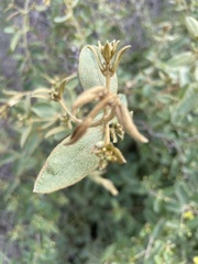 Sphedamnocarpus pruriens