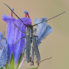 Phytoecia caerulescens