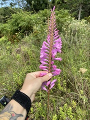 Watsonia densiflora