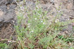 Thymus vulgaris