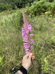 Watsonia densiflora